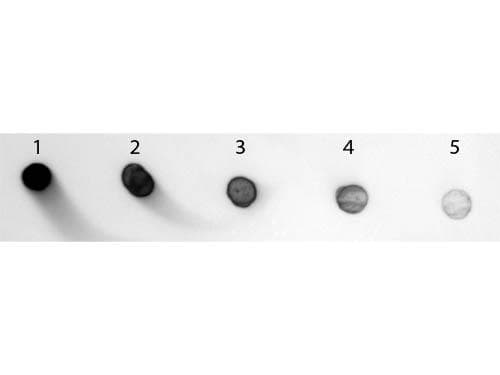 Goat Anti-Rabbit IgG Fc Secondary Antibody (AP)