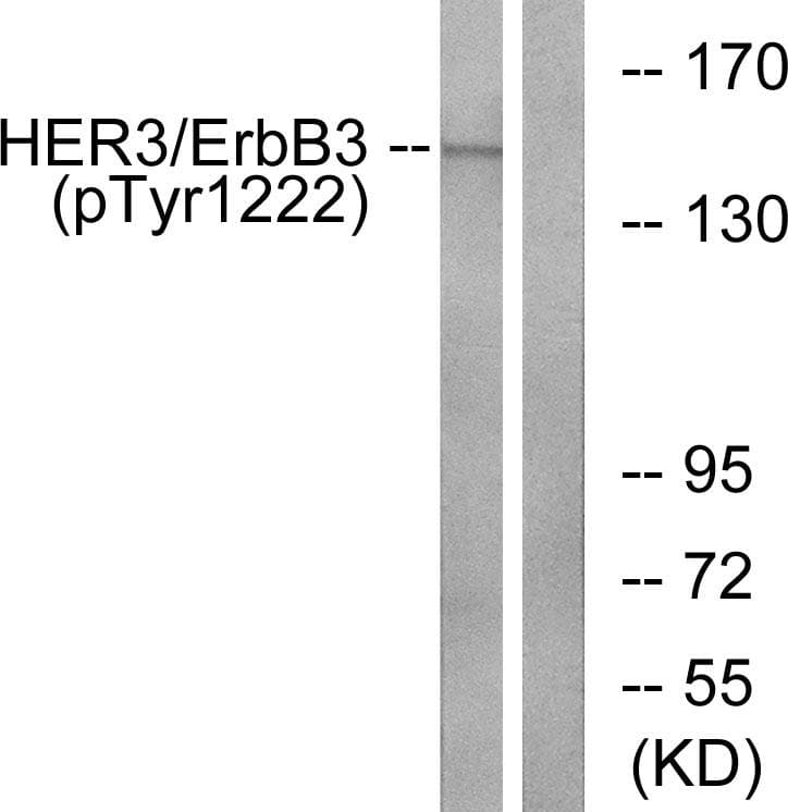 ERBB3 / HER3 Antibody (phospho-Tyr1222)