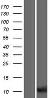 UQCRHL Protein (Over-Expression Lysate Myc-DDK (Flag))