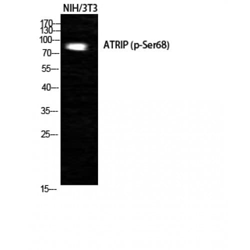 ATRIP Antibody (10-90 aa)