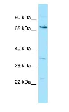 GGA1 Antibody (aa86-135)