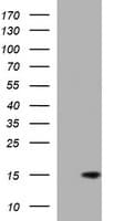 MSMB / MSP Antibody (clone OTI5G4)