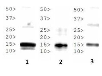 HIST3H3 Antibody (Me2-Lys37)