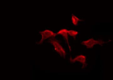 Polyclonal Rabbit anti-Human MPRG / PAQR5 Antibody (IF, WB)