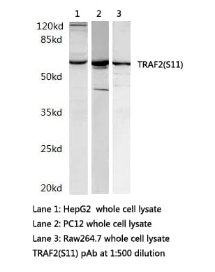 TRAF2 Antibody (Ser11)
