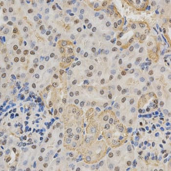RBFOX3 / NEUN Antibody