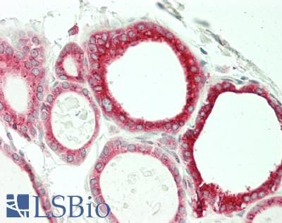 IHC-plus™ ERGIC-53 / LMAN1 Antibody (clone 2B10)