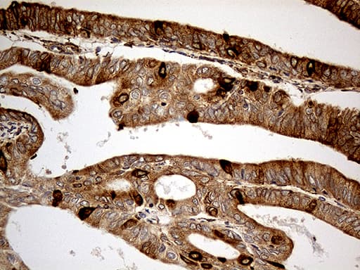 KDELC2 Antibody (clone OTI5G2, Carrier-free)