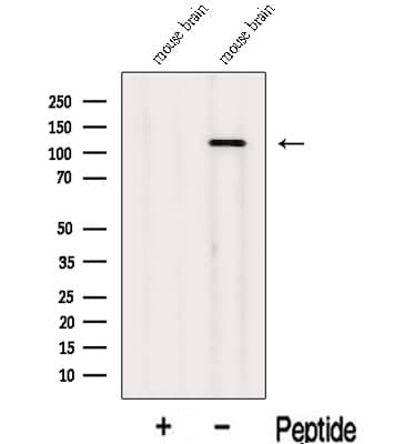 INTS3 Antibody