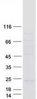 Human YIF1B Protein (Recombinant Myc-DDK (Flag))