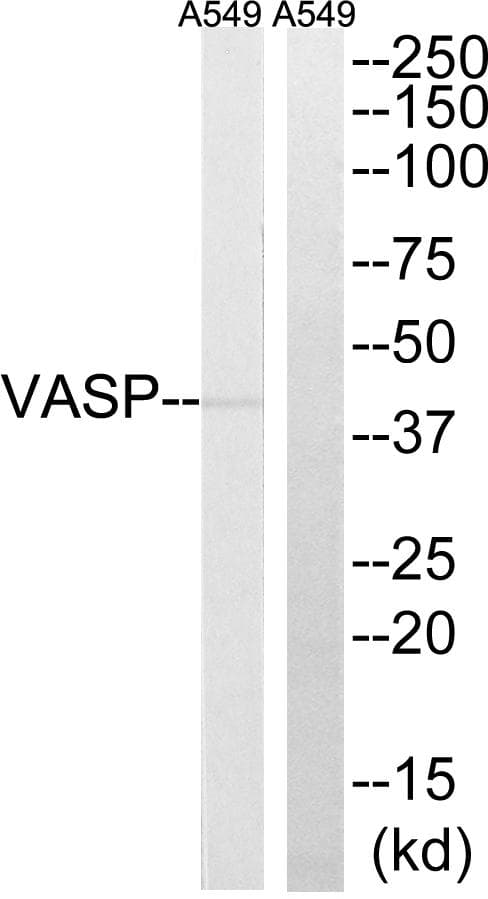 Polyclonal Rabbit anti-Human VASP Antibody (p278, IHC, WB)
