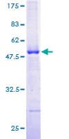 Human ILVBL Protein (Recombinant GST)
