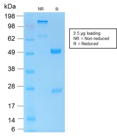 Recombinant Monoclonal Rabbit anti-Human CD45 / LCA Antibody (clone PTPRC/1975R, Azide-free,Carrier-free, IHC, WB)