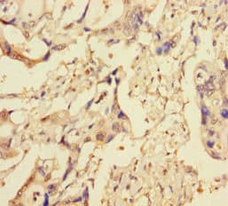 Polyclonal Rabbit anti-Human XIAP Antibody (aa1-497)