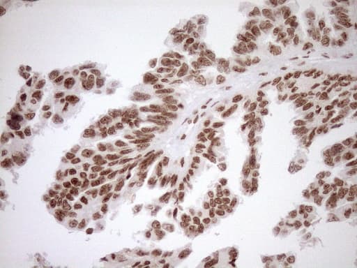EXOSC1 / CSL4 Antibody (clone OTI1H9, Carrier-free)