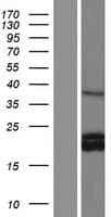 CSF3 / G-CSF Protein (Over-Expression Lysate Myc-DDK (Flag))