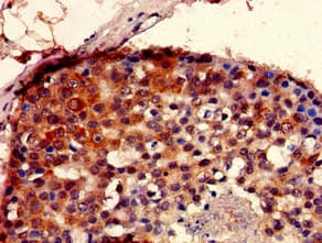 SEC23IP / p125 Antibody