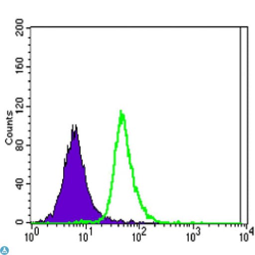 POU2F1 / OCT1 Antibody