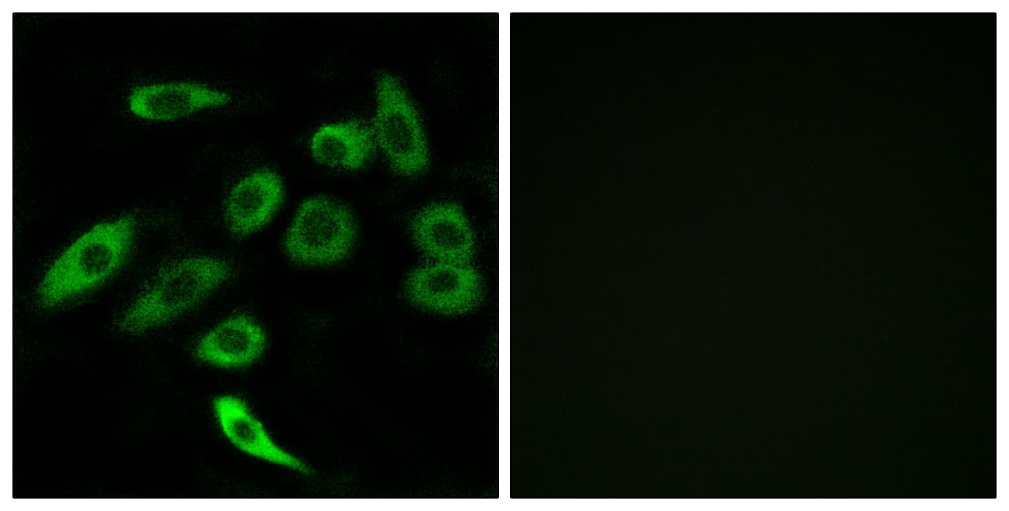 Polyclonal Rabbit anti-Human TAS2R3 Antibody (aa140-189, IF)