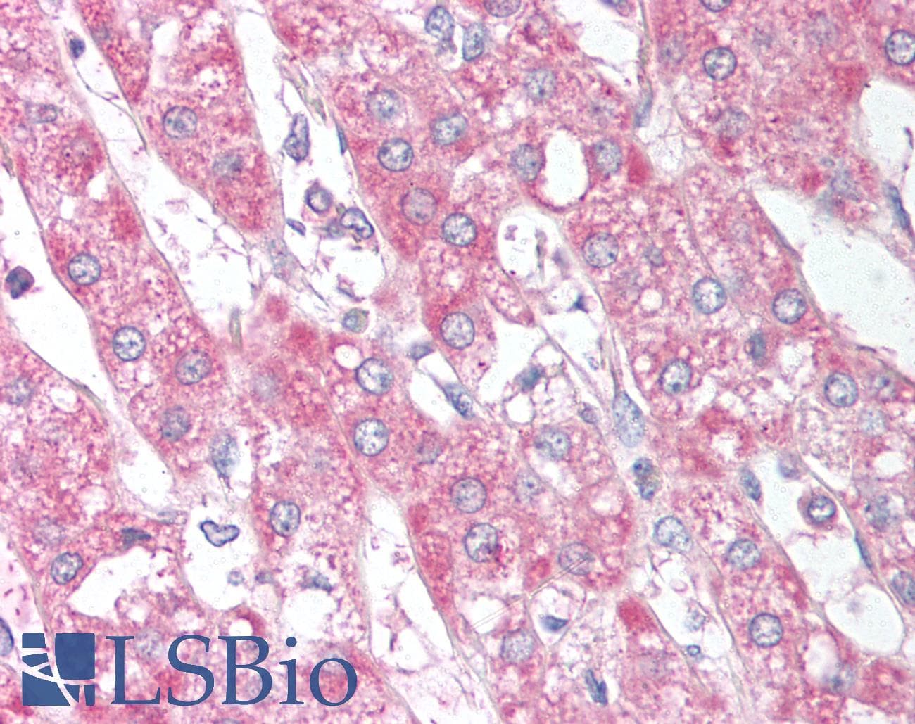 IHC-plus™ SIRT6 / Sirtuin 6 Antibody (aa305-320)