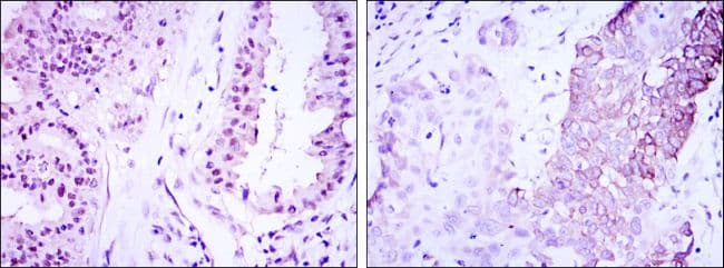CRTC3 Antibody (clone 5G9)
