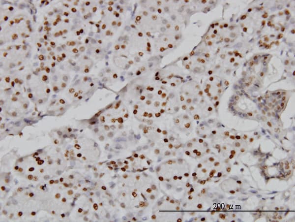 CMAS Antibody (clone 5A2)