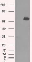 KIAA0153 / TTLL12 Antibody (clone OTI6E4, Carrier-free)