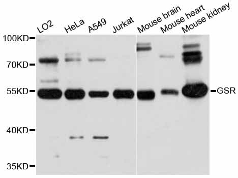 GSR / Glutathione Reductase Antibody