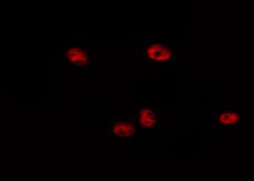 HIST3H3 Antibody (Methyl-Lys4)