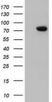 ARHGAP25 Antibody (clone OTI11C4)