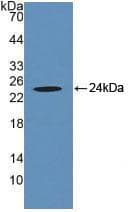 VNN1 Antibody (aa36-223)