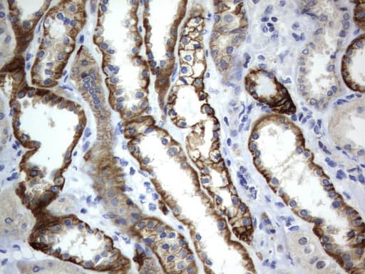 CD44 Antibody (clone UMAB133, Carrier-free)