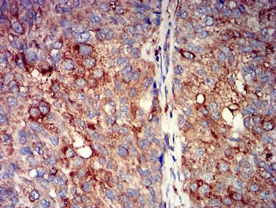 CHRNA7 Antibody (clone 7F10G1)