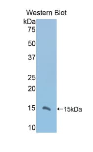 VNN1 Antibody (aa389-497)