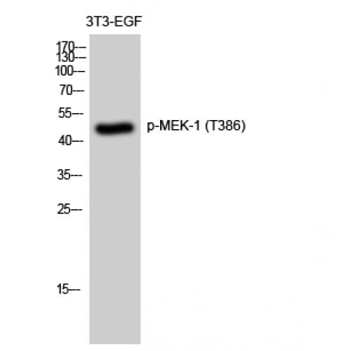 MAP2K1 / MKK1 / MEK1 Antibody (330-410 aa)