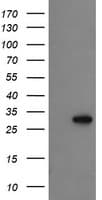 PROSC Antibody (clone OTI1G2)