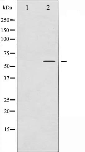 Polyclonal Rabbit anti-Human IRF3 Antibody (phospho-Ser385, IHC, IF, WB)