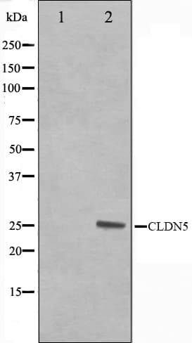 CLDN5 / Claudin 5 Antibody