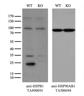Polyclonal Rabbit anti-Human HSPB1 / HSP27 Antibody (WB)
