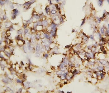 CDH2 / N Cadherin Antibody (aa701-714)