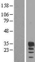FBXO6 Protein (Over-Expression Lysate Myc-DDK (Flag))