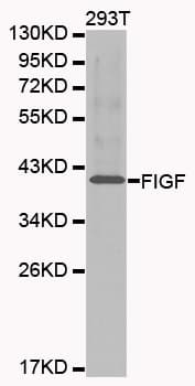VEGFD Antibody
