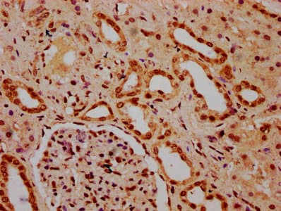 HIST1H3A Antibody