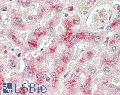 IHC-plus™ LCAT Antibody
