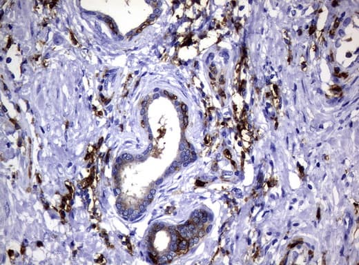 CD32A Antibody (clone UMAB60)