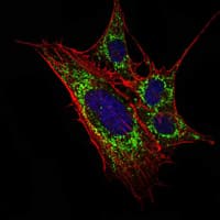 KLHL11 Antibody (clone 1B9A8)