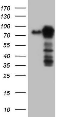 MTDH / Metadherin Antibody (aa70-582, clone OTI1H1)