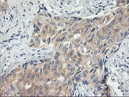 ITFG2 Antibody (clone OTI3C4)