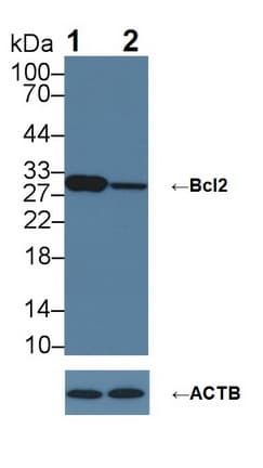 BCL2 / Bcl-2 Antibody (aa2-211)