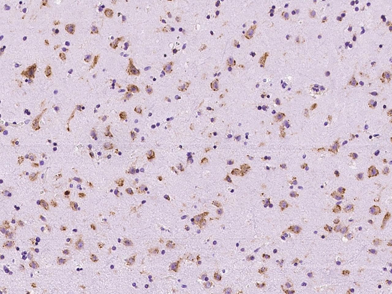 Polyclonal Rabbit anti-Human MANF / ARMET Antibody (Preservative Free, IHC, IF)